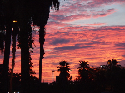 [While there is a small blue patch at the top right of the image, the rest of the sky is deep orange with a few light and dark blue sections. The orange hightlights the outlines of the palm trees and their trunks both in the foreground and in the distance.]